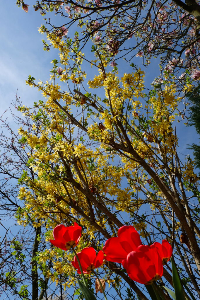 Frühling